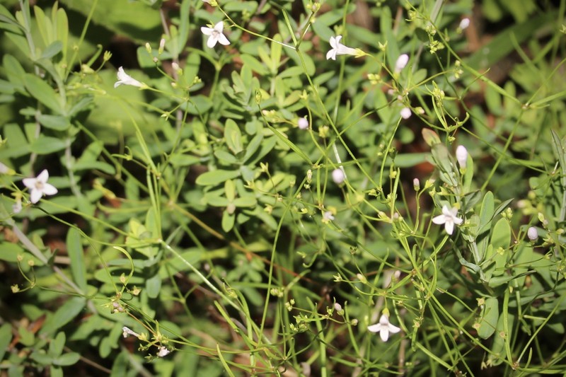 Houstonia longifolia var. tenuifolia photo 3
