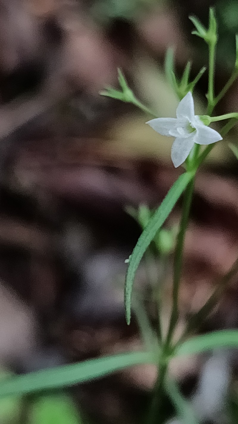 Houstonia longifolia var. tenuifolia photo 4