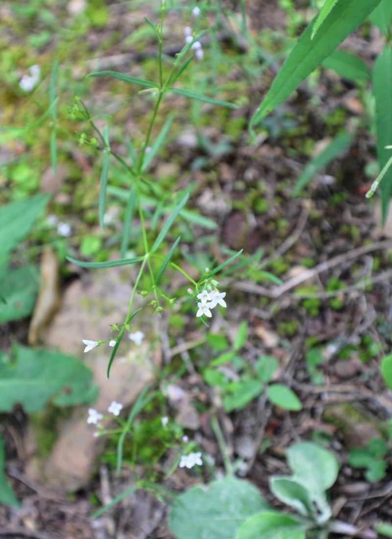 Houstonia longifolia var. tenuifolia photo 5
