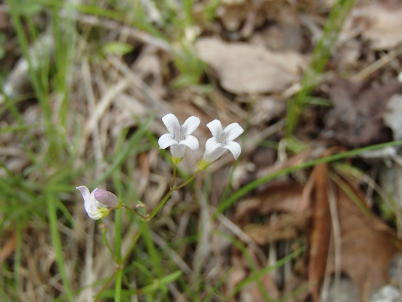 Houstonia longifolia var. tenuifolia photo 6