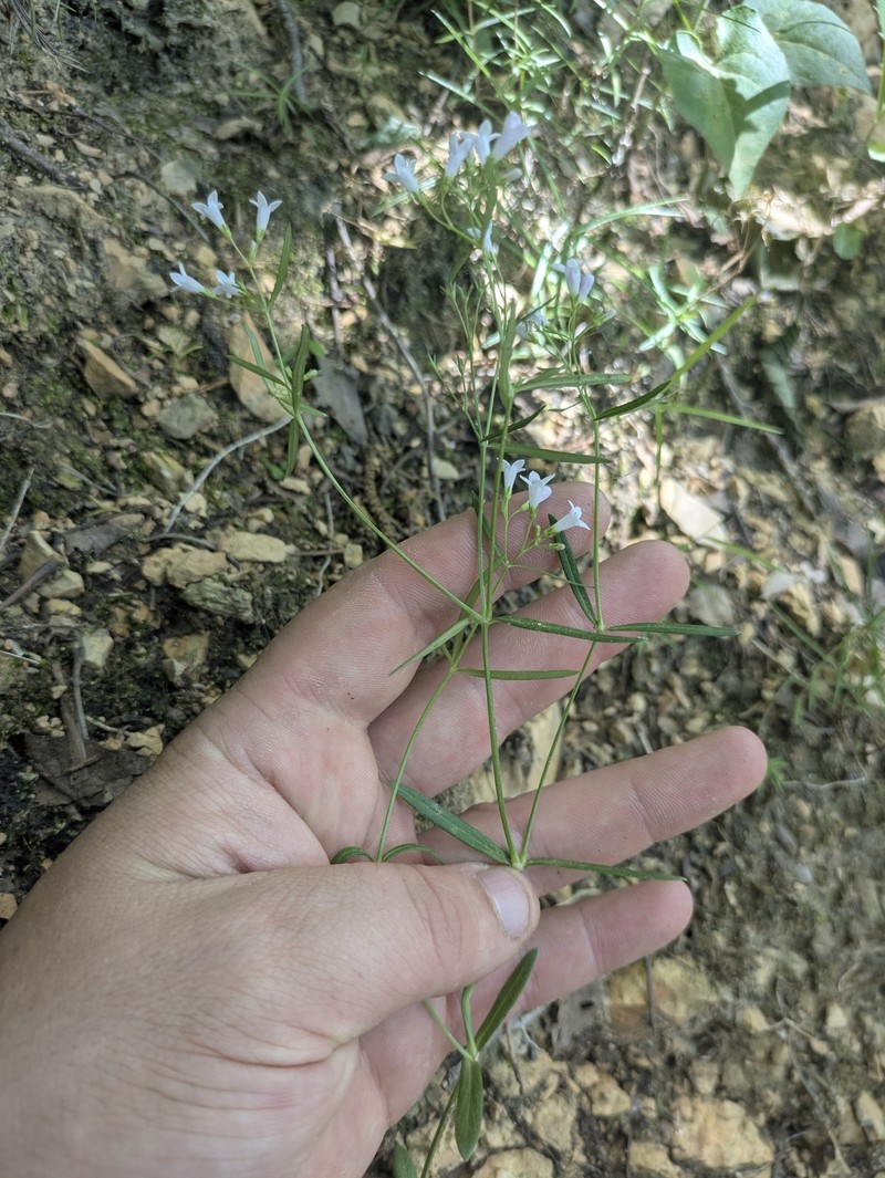 Houstonia longifolia var. tenuifolia photo 7