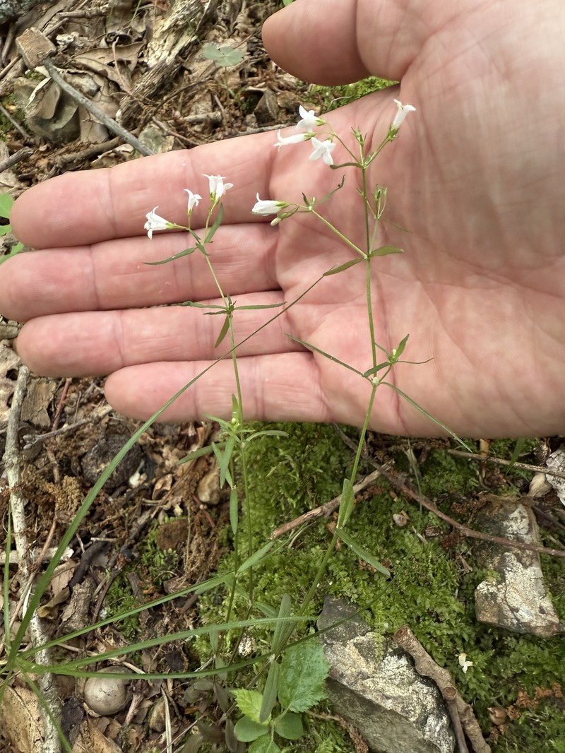 Houstonia longifolia var. tenuifolia photo 8
