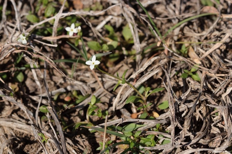 Southern Bluet
