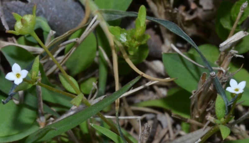 Southern Bluet photo 3