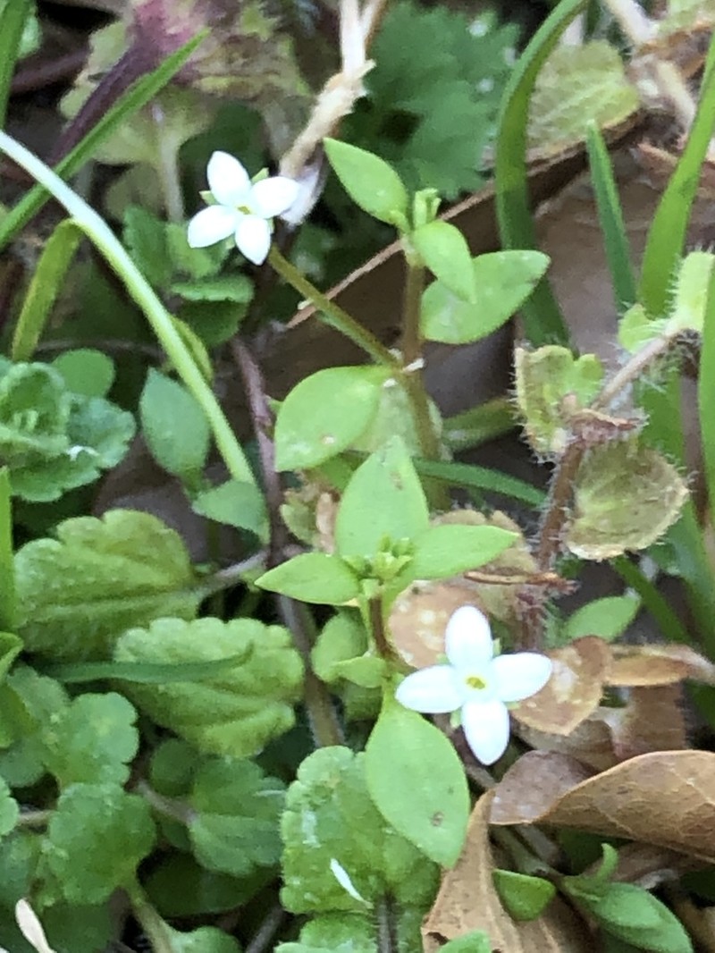 Southern Bluet photo 6