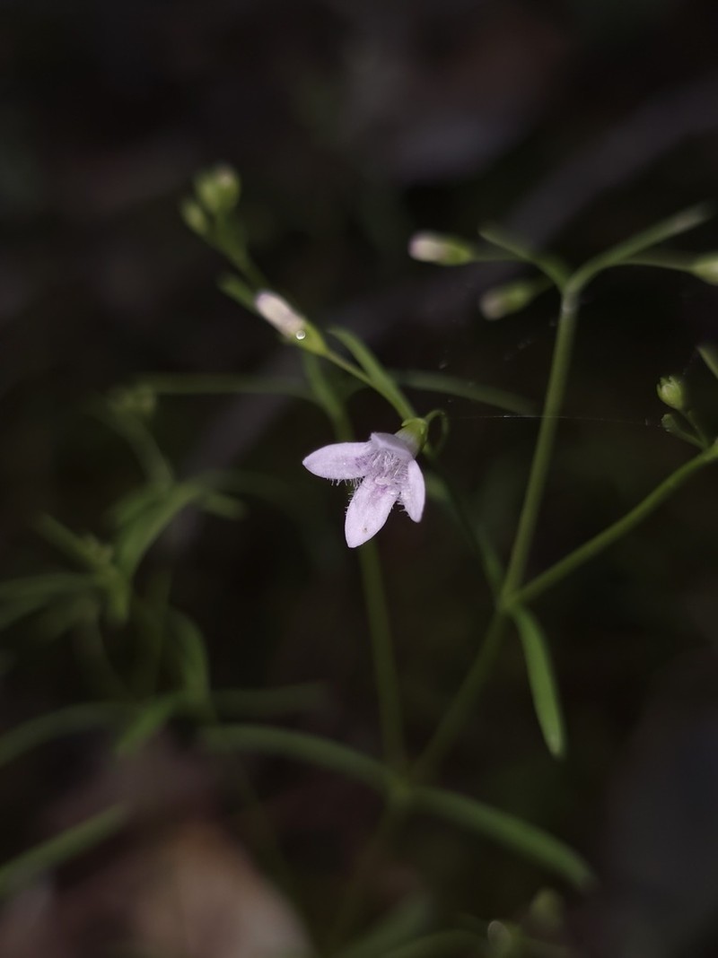Ouachita Bluet