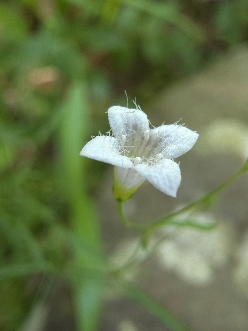 Ouachita Bluet photo 2