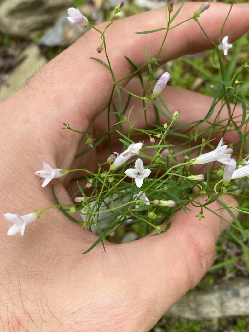 Ouachita Bluet photo 3