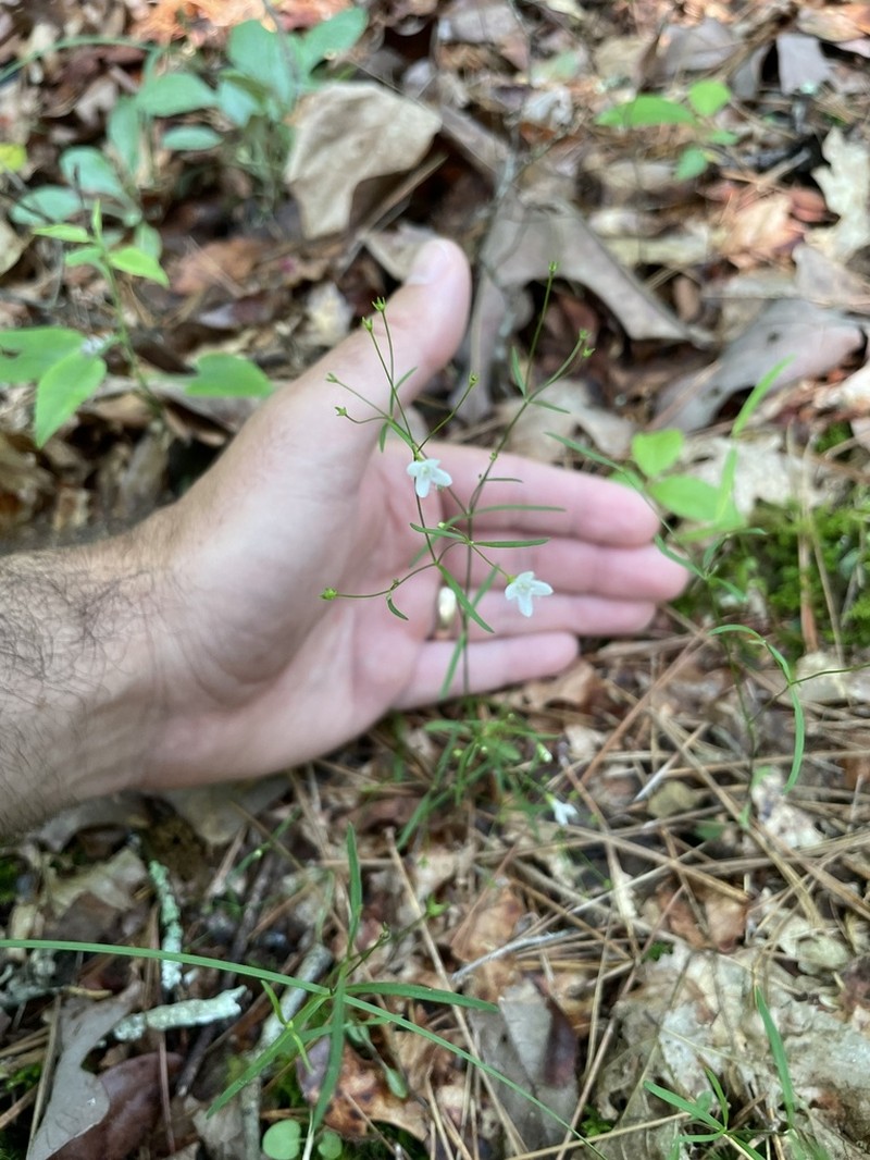 Ouachita Bluet photo 4