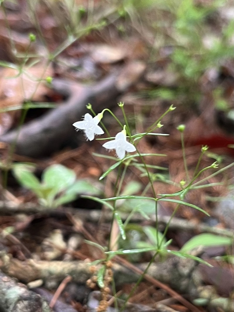 Ouachita Bluet photo 5