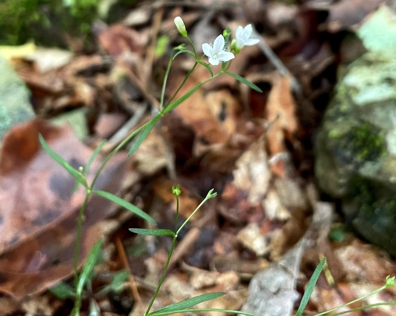 Ouachita Bluet photo 6