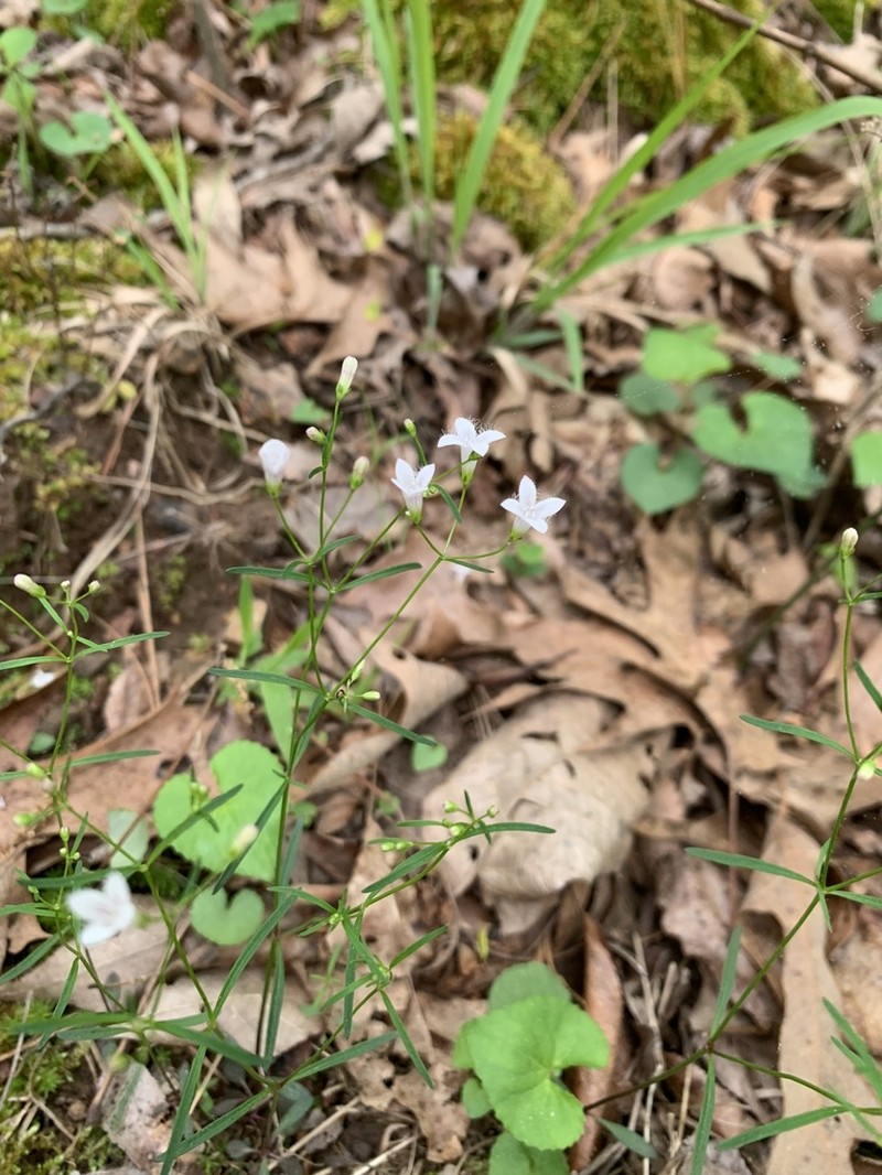 Ouachita Bluet photo 7