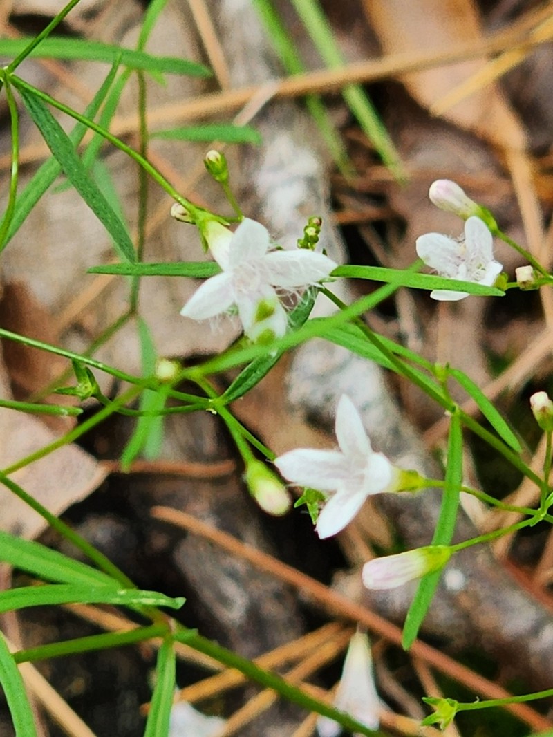 Ouachita Bluet photo 8