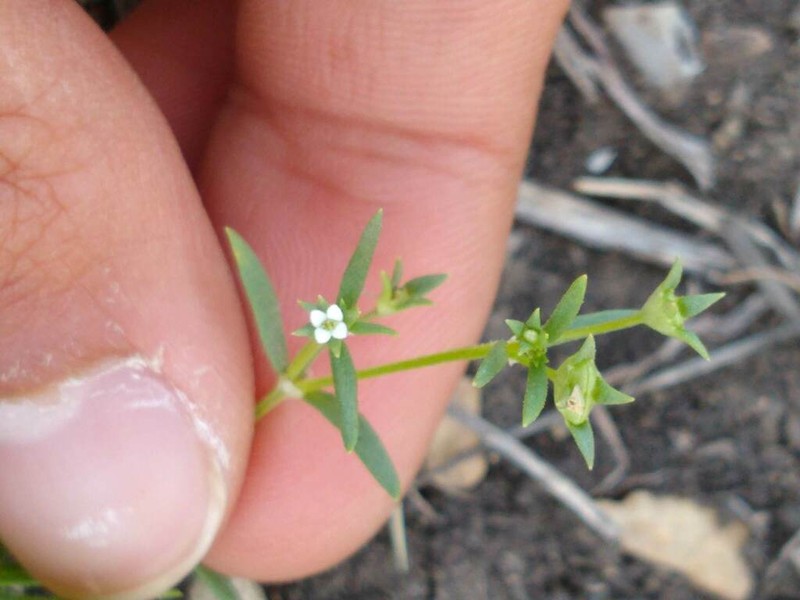 Greenman's Bluet photo 2