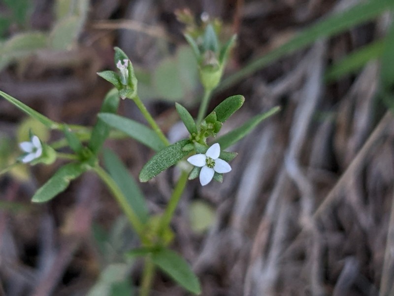 Greenman's Bluet photo 5
