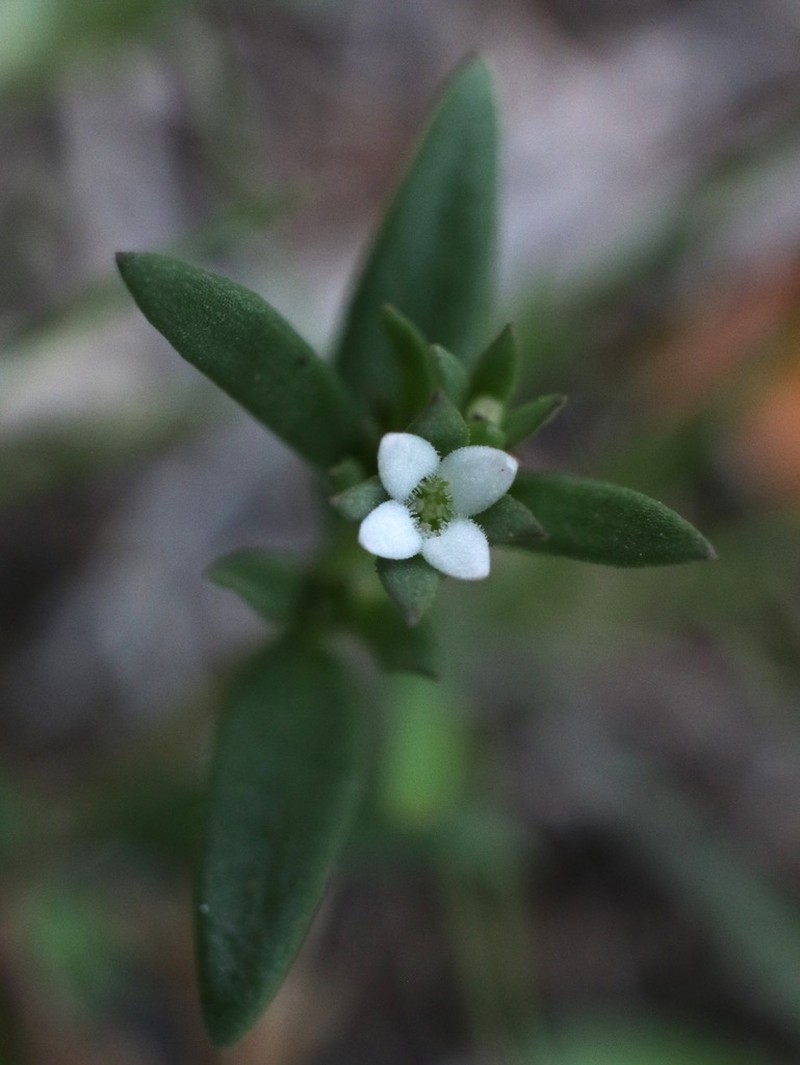 Greenman's Bluet photo 8