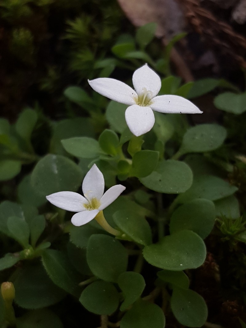 Roundleaf Bluet