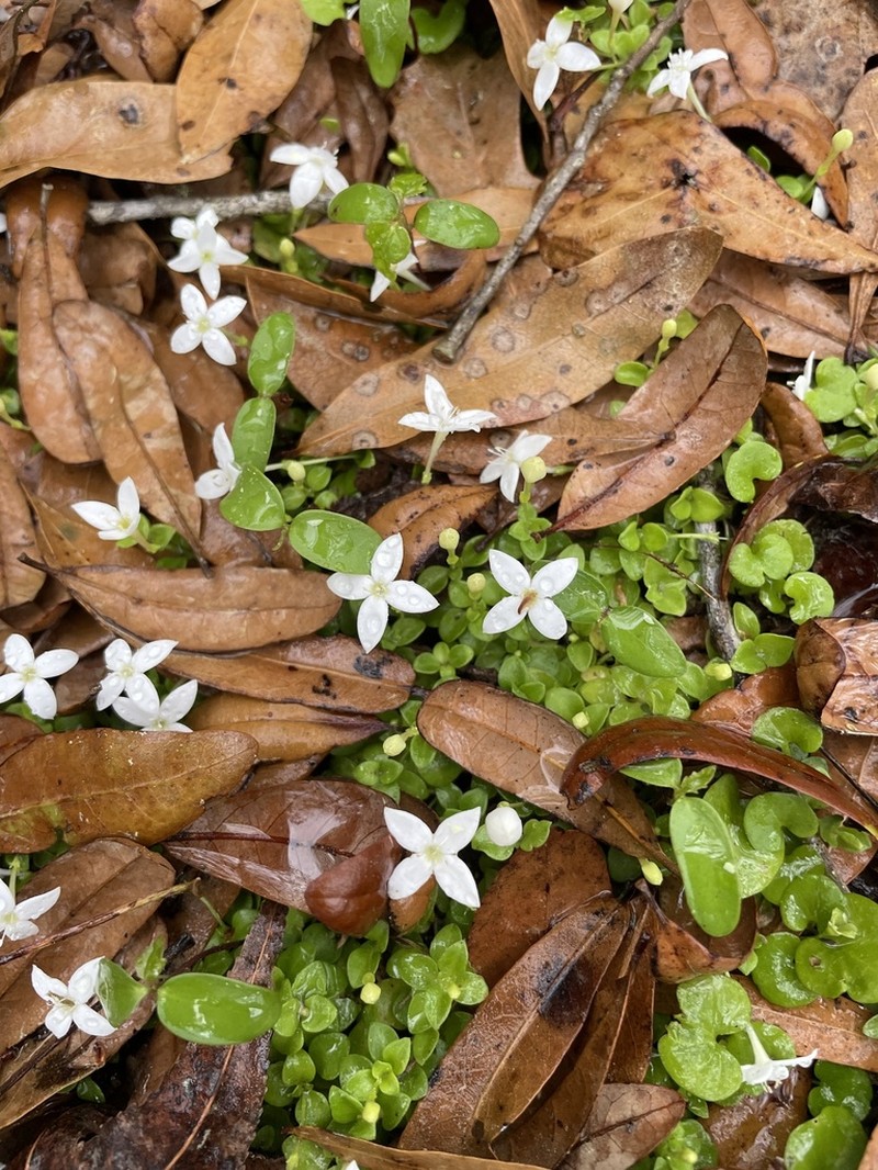 Roundleaf Bluet photo 3