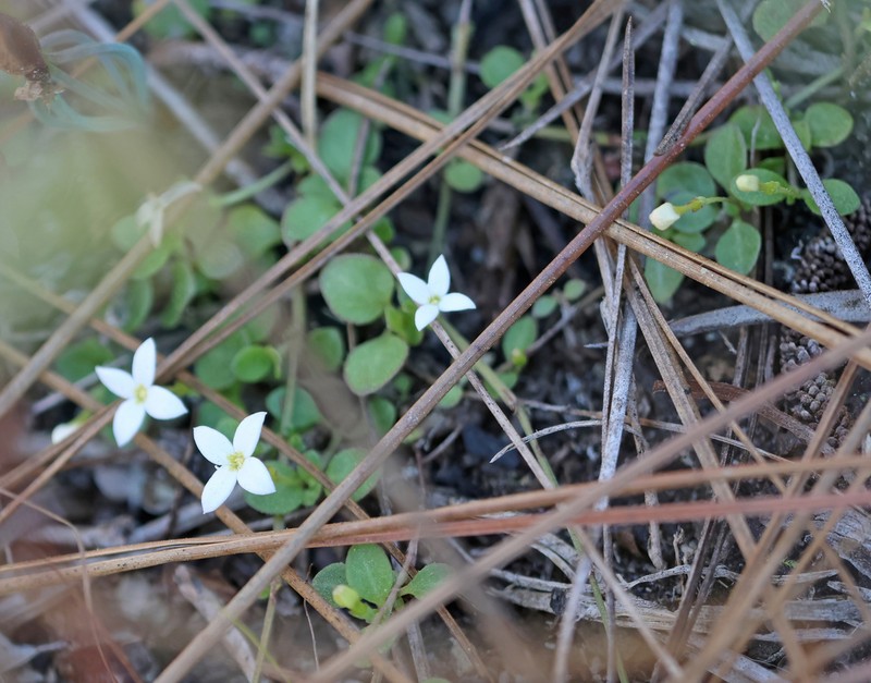 Roundleaf Bluet photo 5