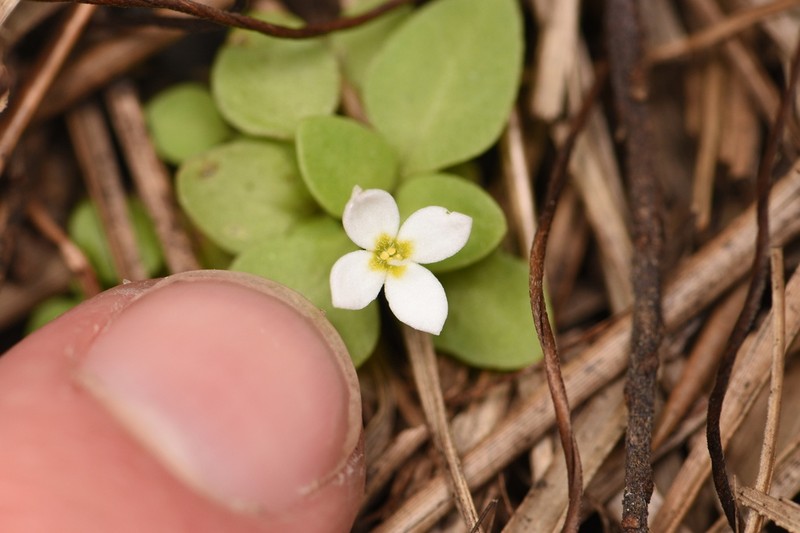 Roundleaf Bluet photo 6