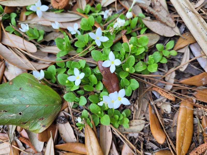 Roundleaf Bluet photo 7