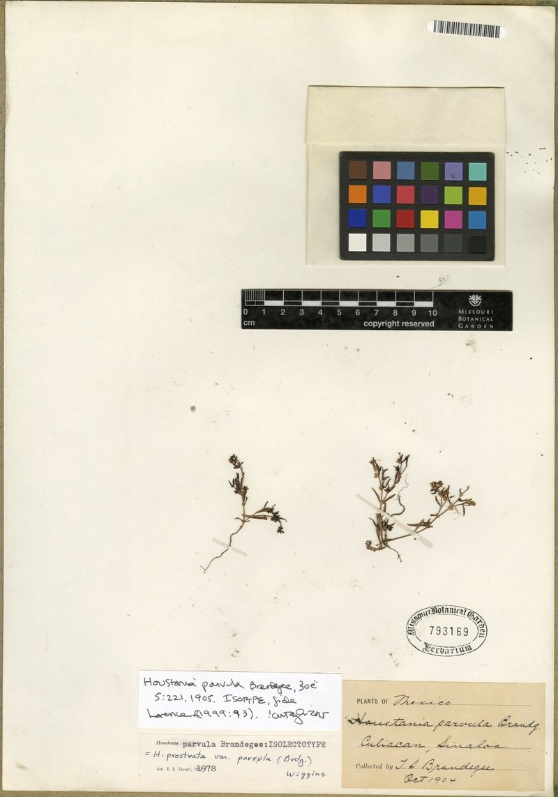 New Mexico Starviolet photo 3