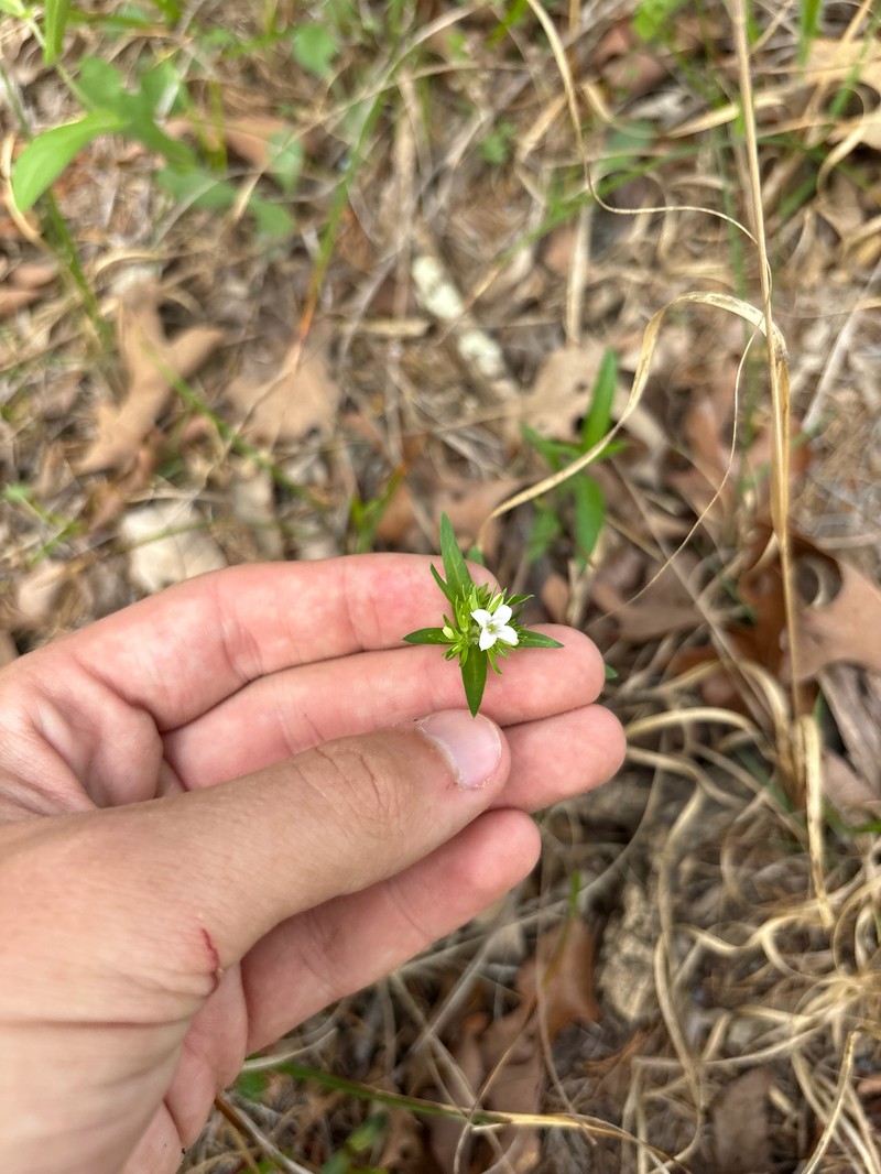Houstonia purpurea var. calycosa