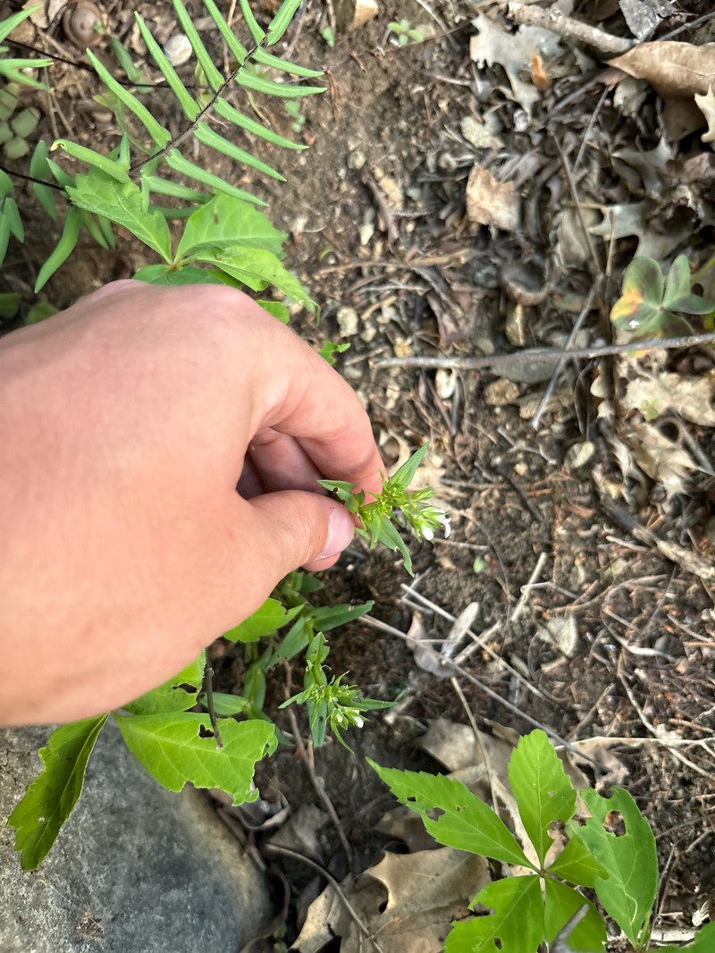 Houstonia purpurea var. calycosa photo 2