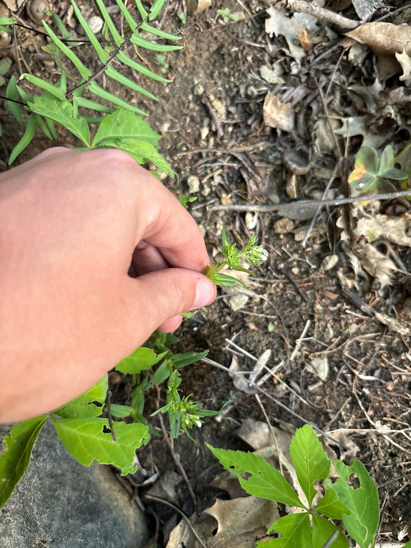 Houstonia purpurea var. calycosa photo 3