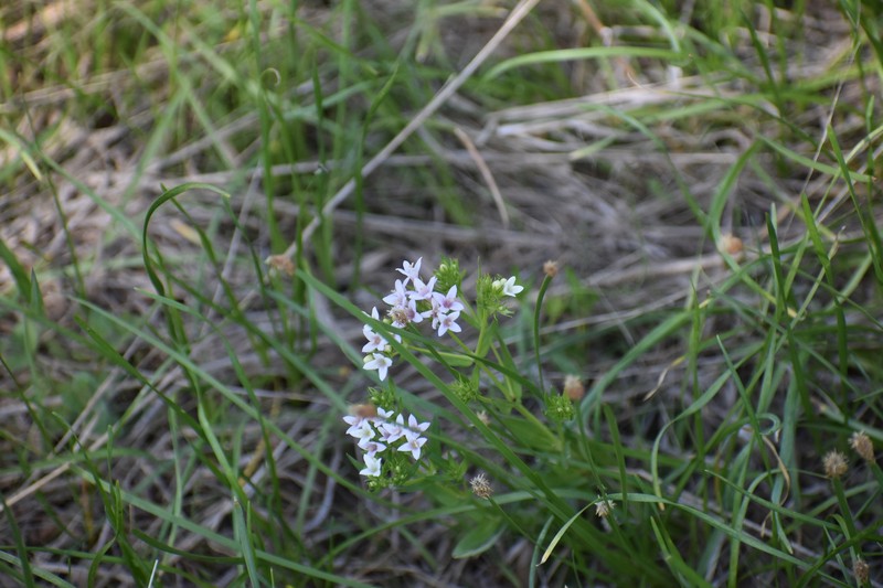 Houstonia purpurea var. calycosa photo 4