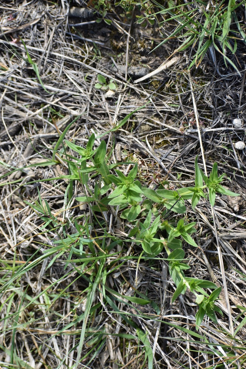 Houstonia purpurea var. calycosa photo 5