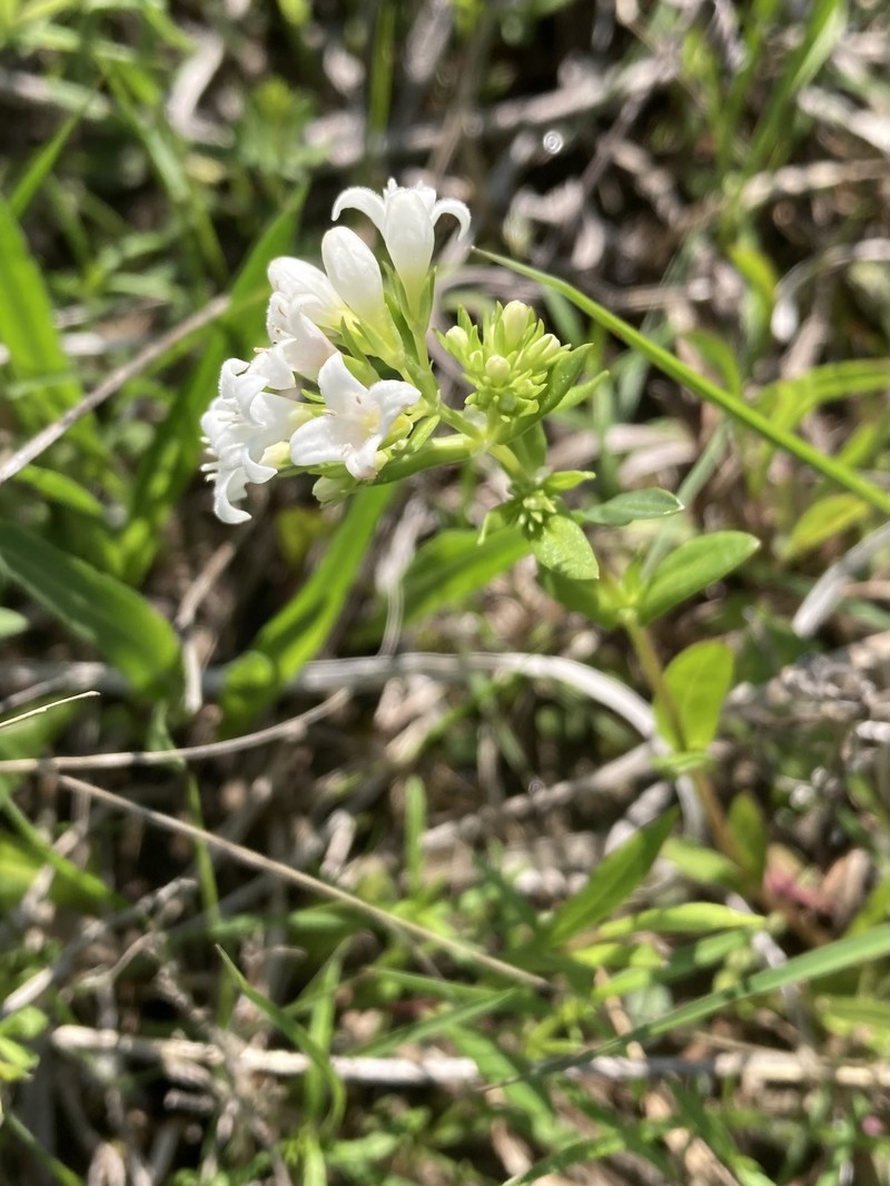 Houstonia purpurea var. calycosa photo 6