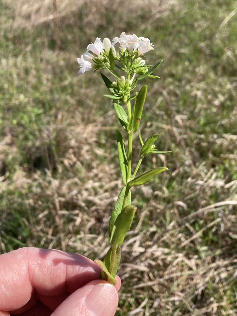 Houstonia purpurea var. calycosa photo 7