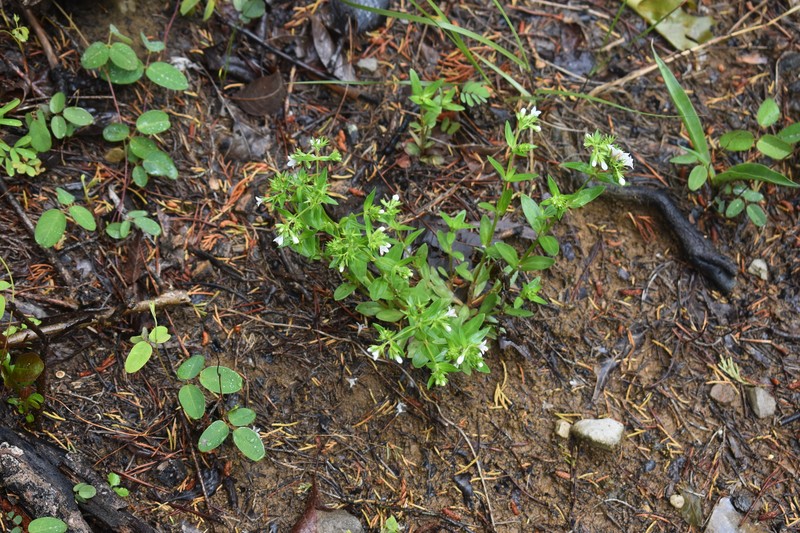Houstonia purpurea var. calycosa photo 8