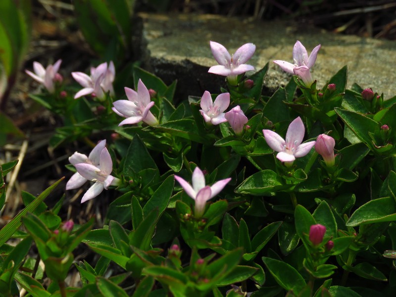 Houstonia purpurea var. montana