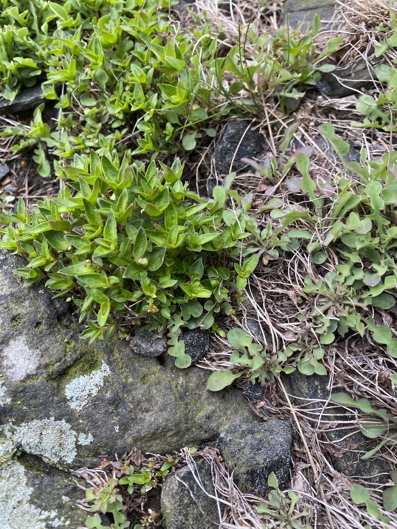 Houstonia purpurea var. montana photo 2