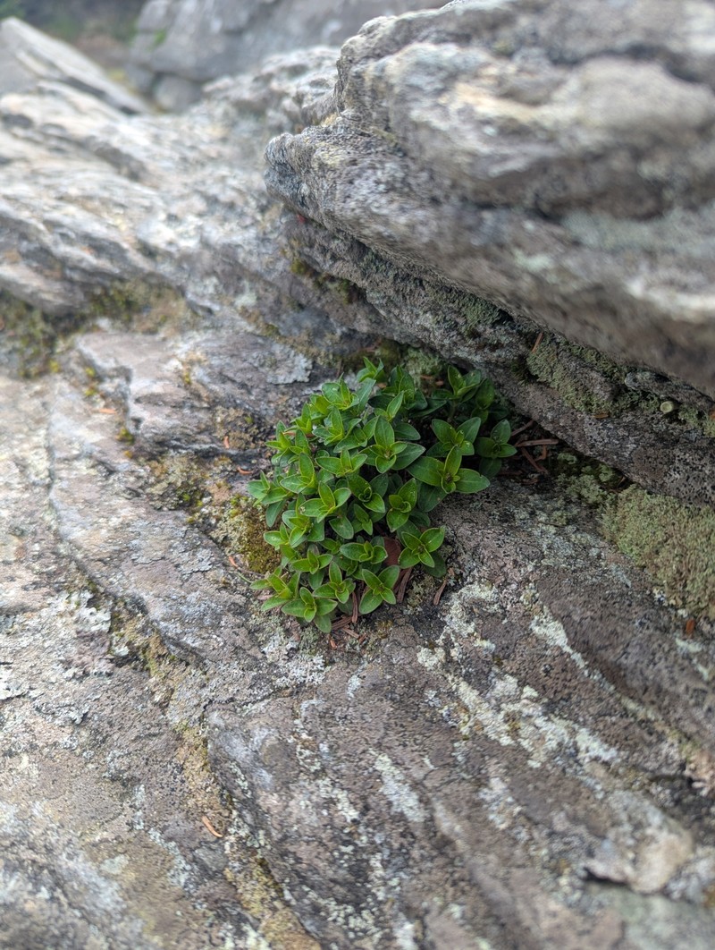 Houstonia purpurea var. montana photo 3