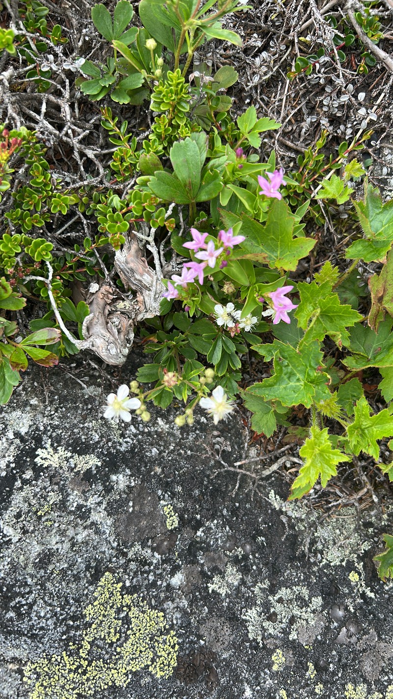 Houstonia purpurea var. montana photo 4
