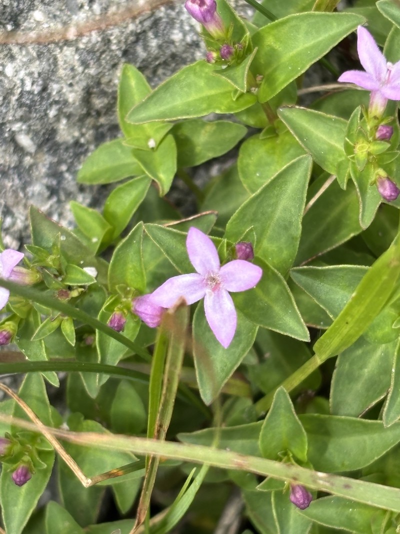 Houstonia purpurea var. montana photo 6