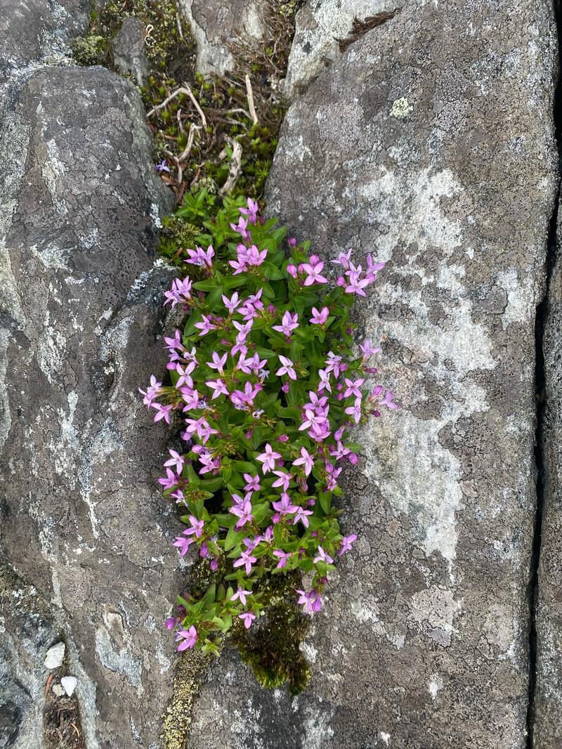 Houstonia purpurea var. montana photo 7