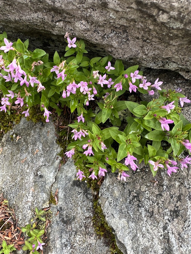 Houstonia purpurea var. montana photo 8