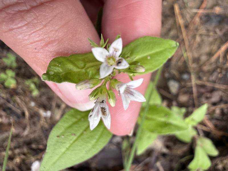 Houstonia purpurea var. purpurea