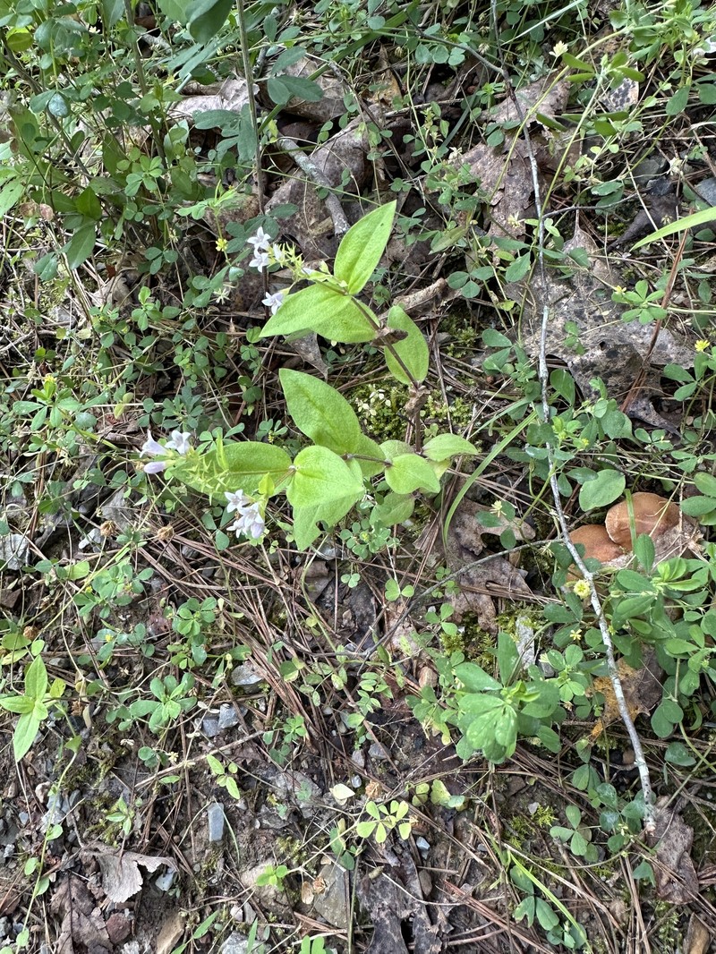 Houstonia purpurea var. purpurea photo 2