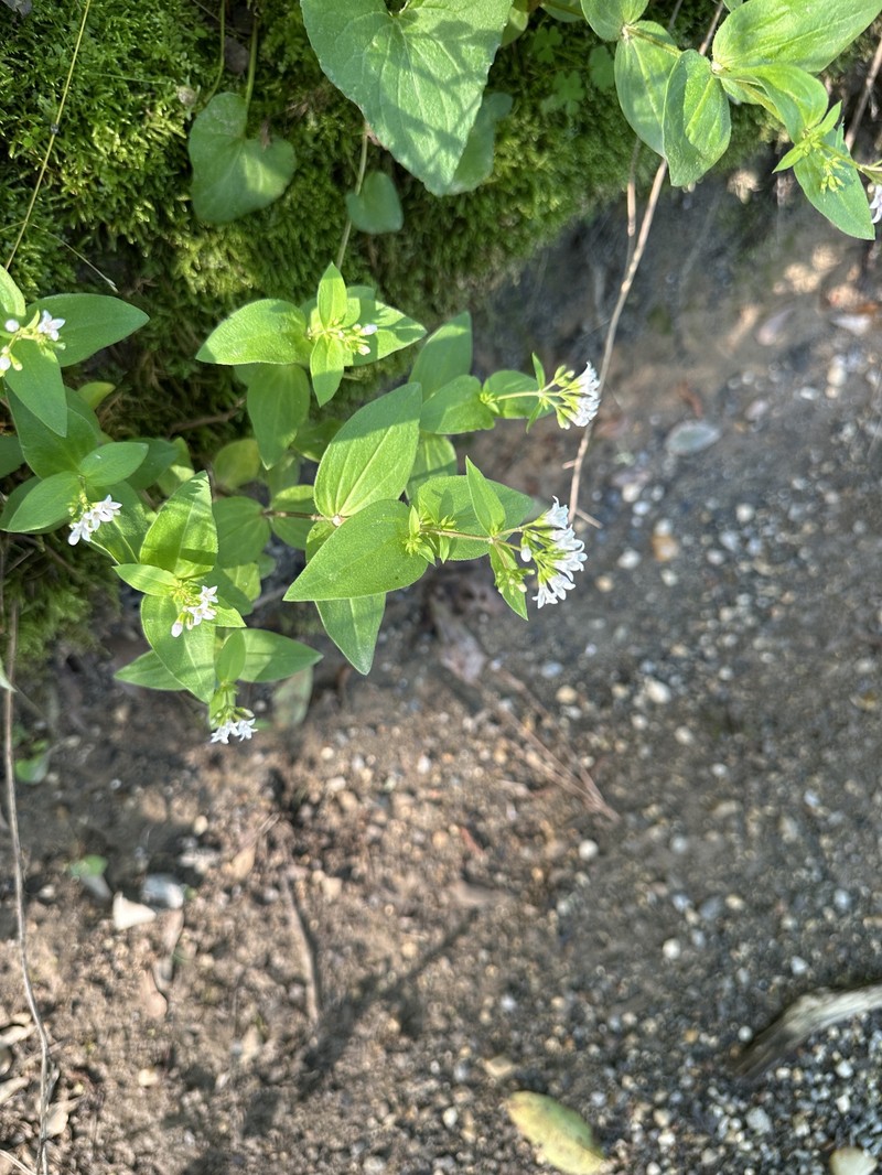 Houstonia purpurea var. purpurea photo 3