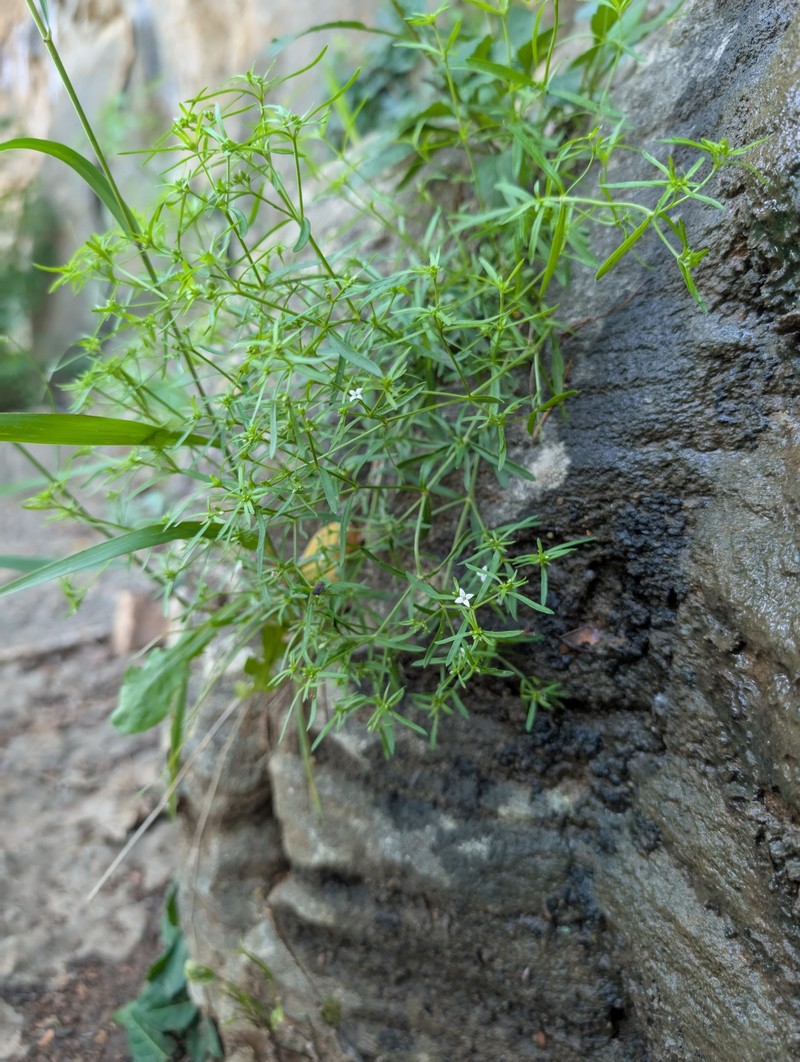 Houstonia purpurea var. purpurea photo 4
