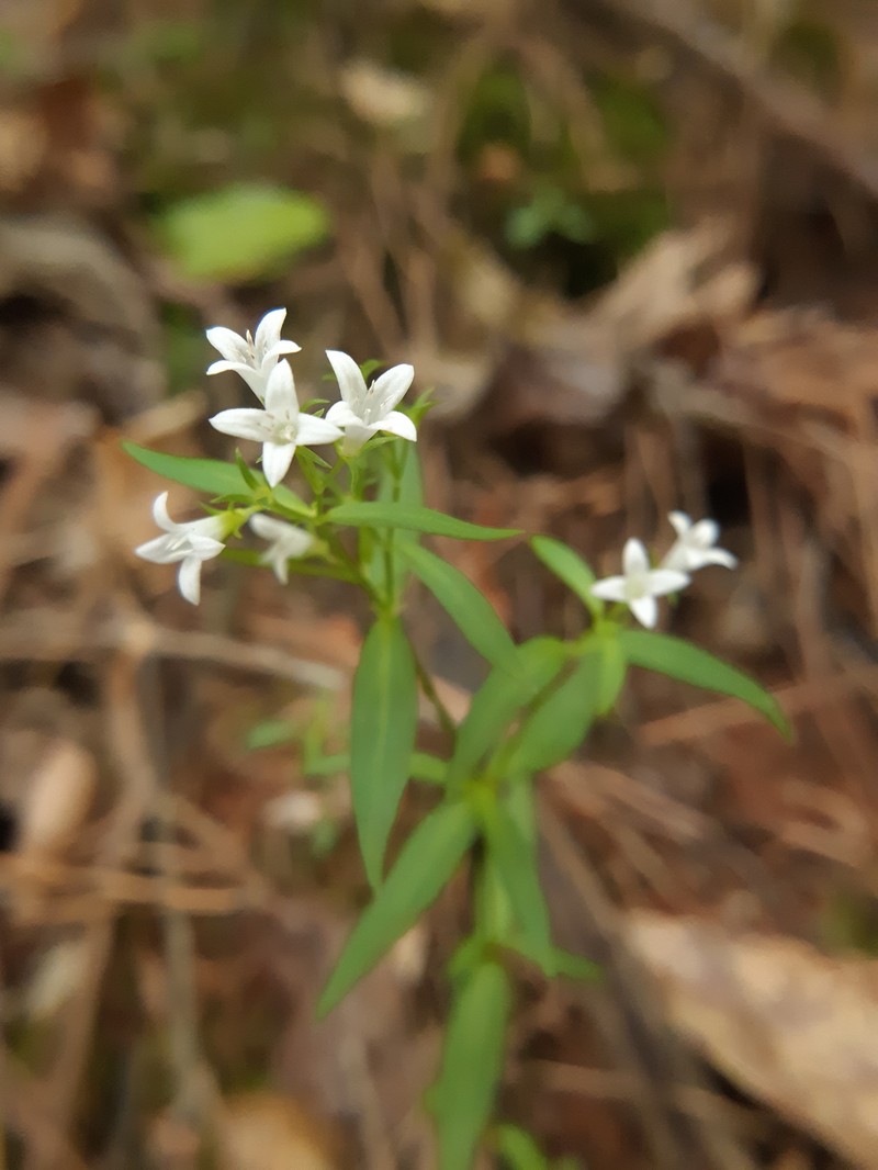 Houstonia purpurea var. purpurea photo 5