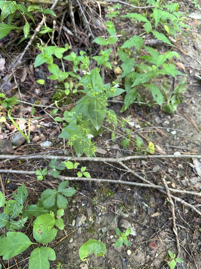 Houstonia purpurea var. purpurea photo 6