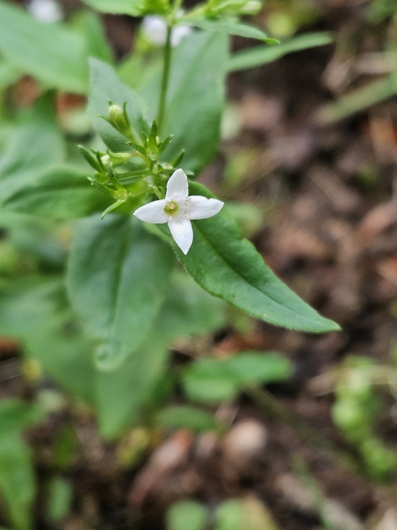 Houstonia purpurea var. purpurea photo 8