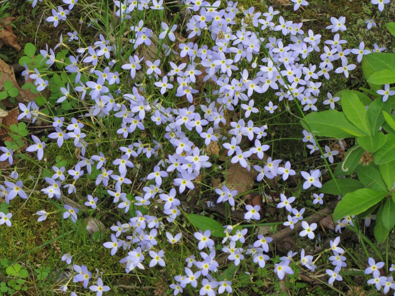 Tiny Bluet photo 2