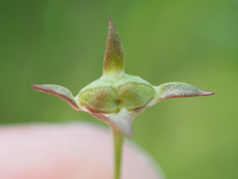 Tiny Bluet